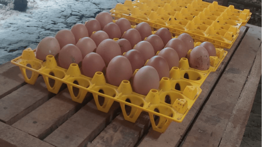 ini adalah chicken farm