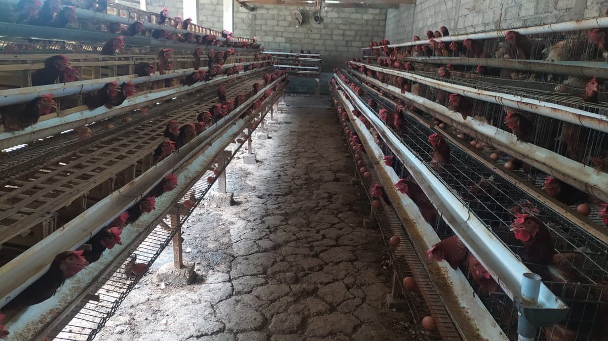 ini adalah chicken farm