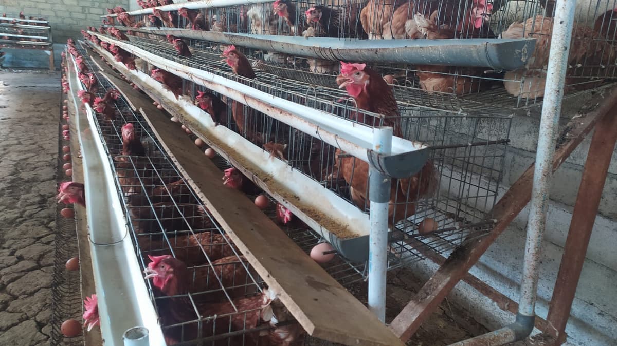 ini adalah chicken farm