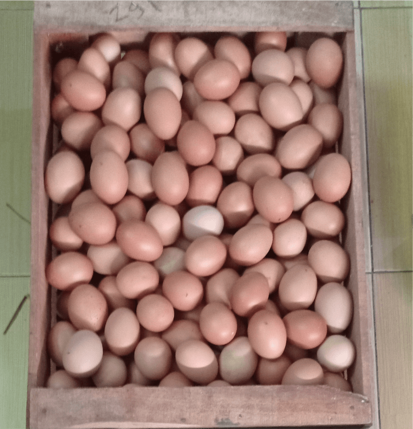 an egg pattern image